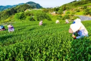 Chiayi, el refugio montañoso de Taiwán que revive su alma ancestral entre té. Fotografía editorial relacionada con Chiayi refugio montañoso Taiwán revive. publicada en Netaware