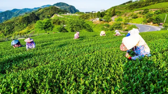 Chiayi, el refugio montañoso de Taiwán que revive su alma ancestral entre té. Fotografía editorial relacionada con Chiayi refugio montañoso Taiwán revive. publicada en Netaware