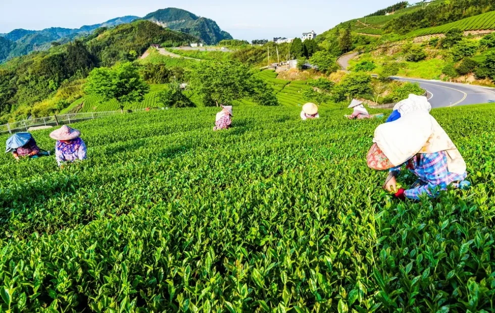 Chiayi, el refugio montañoso de Taiwán que revive su alma ancestral entre té. Fotografía editorial relacionada con Chiayi refugio montañoso Taiwán revive. publicada en Netaware
