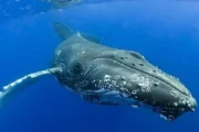 El ruido de embarcaciones reduce hasta 45% los registros de cantos de ballena. Imagen destacada sobre ruido de embarcaciones. publicada en Netaware