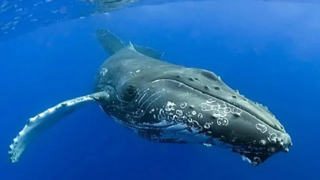 El ruido de embarcaciones reduce hasta 45% los registros de cantos de ballena. Imagen destacada sobre ruido de embarcaciones. publicada en Netaware