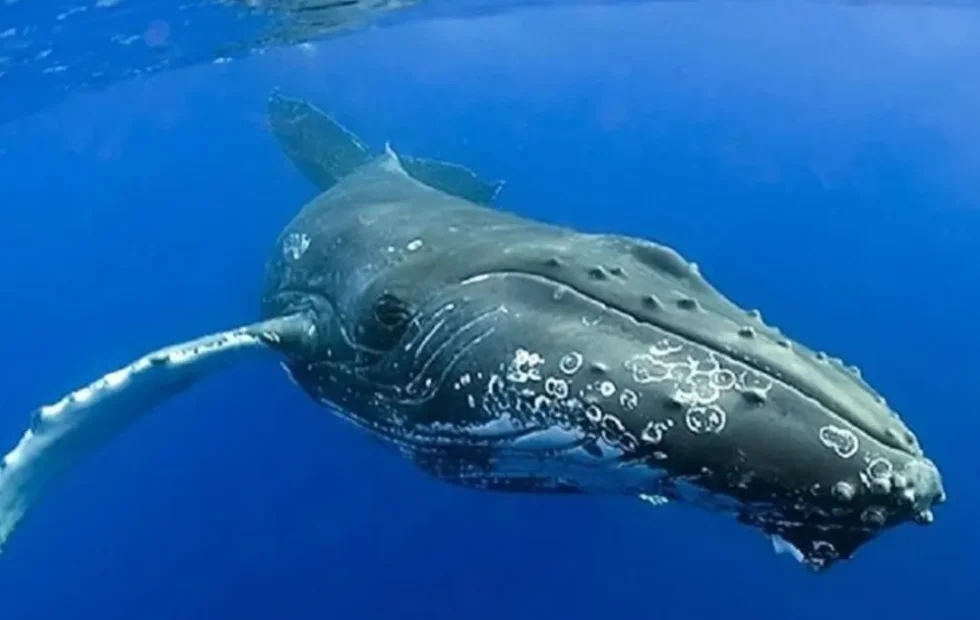 El ruido de embarcaciones reduce hasta 45% los registros de cantos de ballena. Imagen destacada sobre ruido de embarcaciones. publicada en Netaware