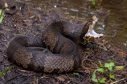 Serpiente venenosa apareció dentro del casco de un jugador en Arkansas. Fotografía editorial relacionada con serpiente venenosa en casco. publicada en Netaware