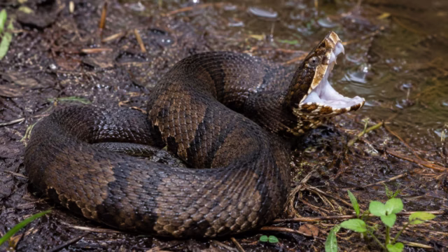 Serpiente venenosa apareció dentro del casco de un jugador en Arkansas. Fotografía editorial relacionada con serpiente venenosa en casco. publicada en Netaware