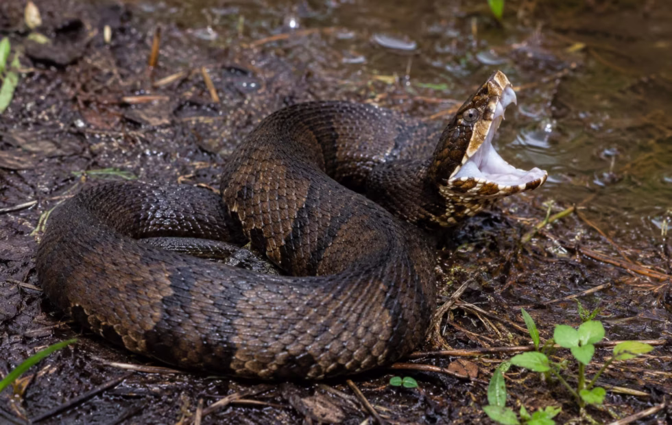 Serpiente venenosa apareció dentro del casco de un jugador en Arkansas. Fotografía editorial relacionada con serpiente venenosa en casco. publicada en Netaware