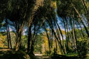 Baño de bosque: cómo la naturaleza puede aliviar el estrés cotidiano. Imagen destacada sobre baño de bosque. publicada en Netaware
