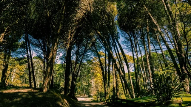 Baño de bosque: cómo la naturaleza puede aliviar el estrés cotidiano. Imagen destacada sobre baño de bosque. publicada en Netaware