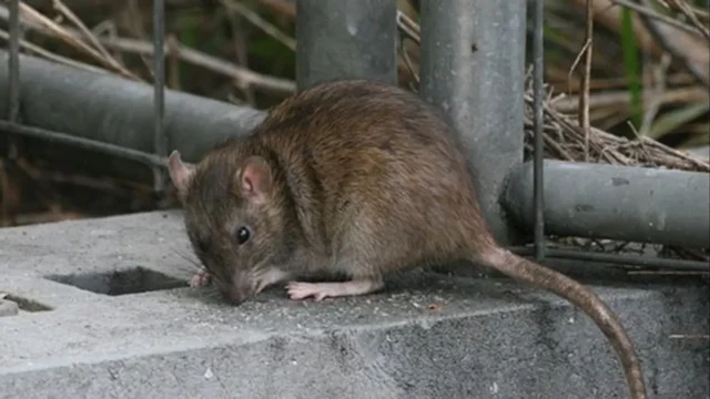 Leptospirosis en Santa Fe: refuerzan la prevención ante posibles inundaciones. Imagen destacada sobre leptospirosis en Santa Fe. publicada en Netaware