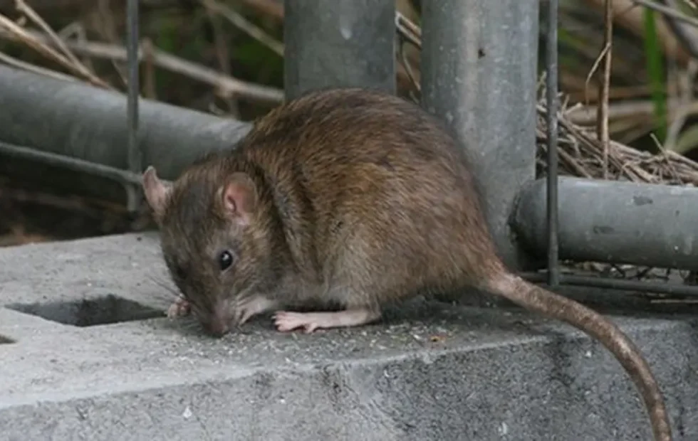 Leptospirosis en Santa Fe: refuerzan la prevención ante posibles inundaciones. Imagen destacada sobre leptospirosis en Santa Fe. publicada en Netaware