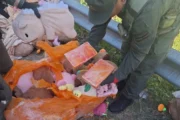 Narcopeluches: hallan marihuana y cocaína dentro de carpinchos de felpa. Fotografía editorial relacionada con narcopeluches en Catamarca. publicada en Netaware