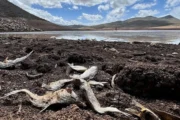 Súper Niño 2026: la amenaza alimentaria que pone a Latinoamérica en alerta. Imagen destacada sobre Súper Niño 2026. publicada en Netaware