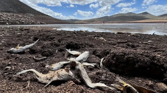 Súper Niño 2026: la amenaza alimentaria que pone a Latinoamérica en alerta. Imagen destacada sobre Súper Niño 2026. publicada en Netaware