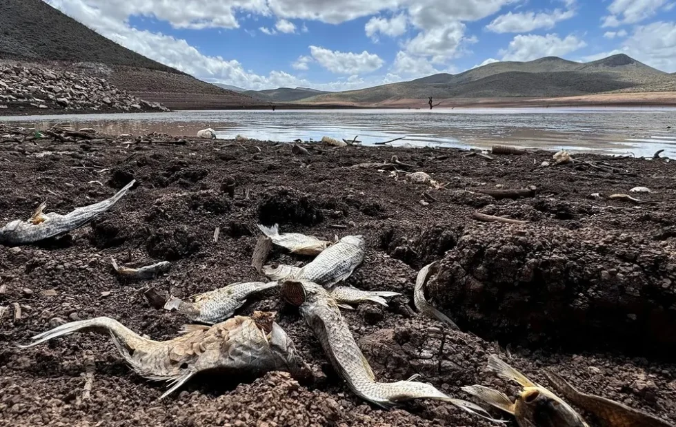 Súper Niño 2026: la amenaza alimentaria que pone a Latinoamérica en alerta. Imagen destacada sobre Súper Niño 2026. publicada en Netaware