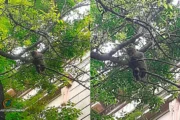 Rescate de un gato en Rosario: cuatro días atrapado y un operativo inesperado. Imagen destacada sobre rescate de un gato en Rosario. publicada en Netaware