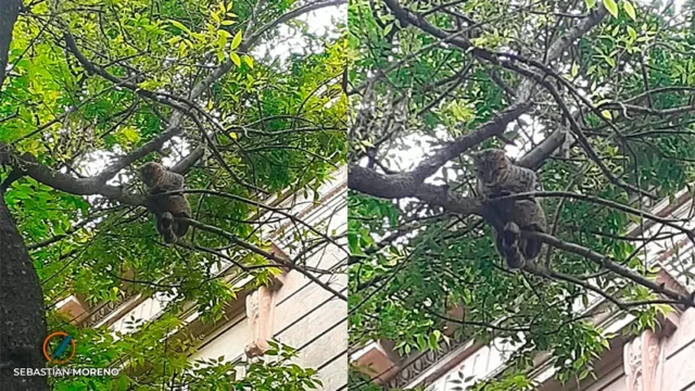 Rescate de un gato en Rosario: cuatro días atrapado y un operativo inesperado. Imagen destacada sobre rescate de un gato en Rosario. publicada en Netaware