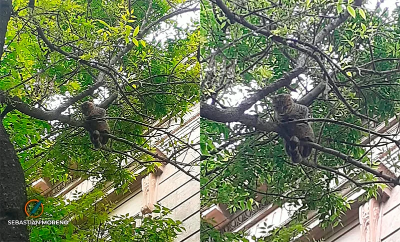 Rescate de un gato en Rosario: cuatro días atrapado y un operativo inesperado. Imagen destacada sobre rescate de un gato en Rosario. publicada en Netaware